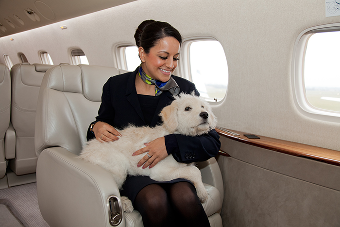 How to carry your pet on a flight: Rules and charges