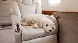 How to carry your pet on a flight: Rules and charges